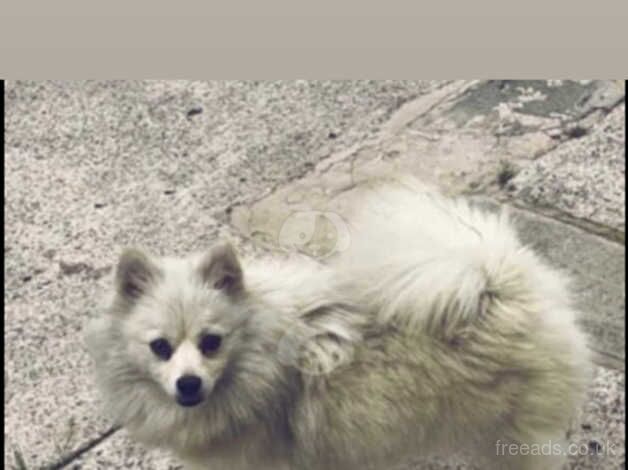 Pomeranians for sale in Deeside, Flintshire