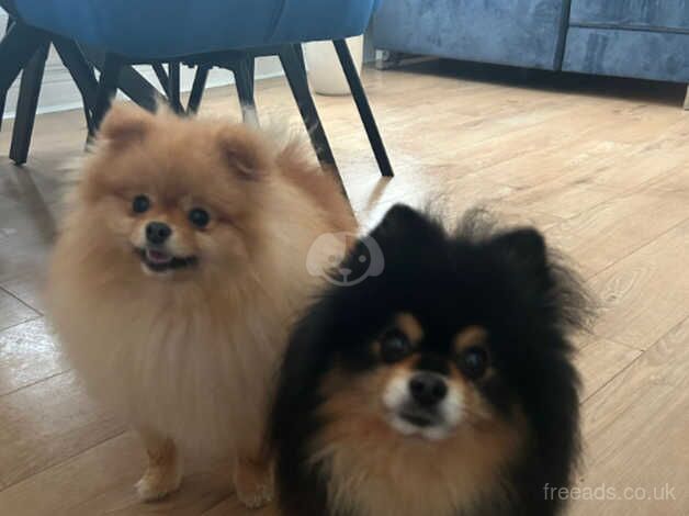 Pomeranians for sale in Chipping Ongar, Essex