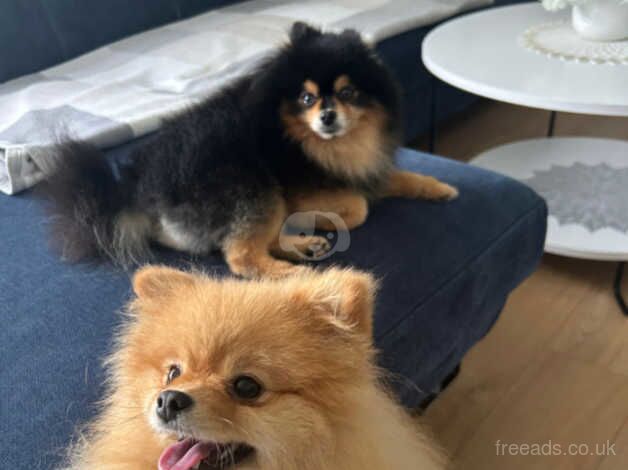 Pomeranians for sale in Chipping Ongar, Essex