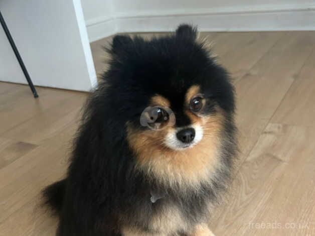 Pomeranian Puppies for sale in Essex