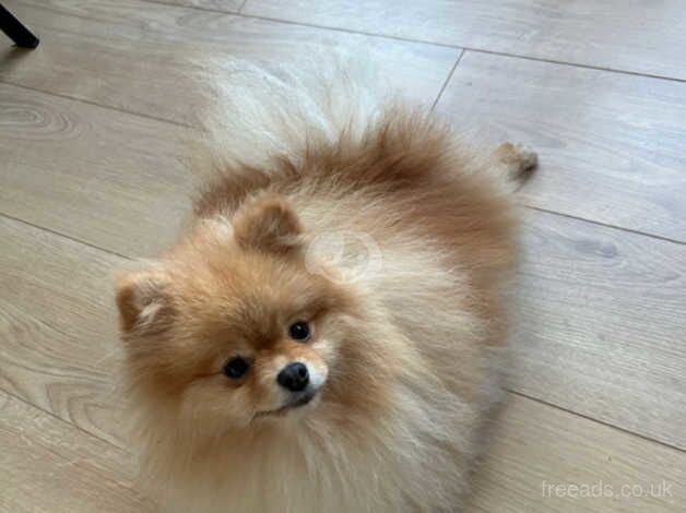 Pomeranian Puppies for sale