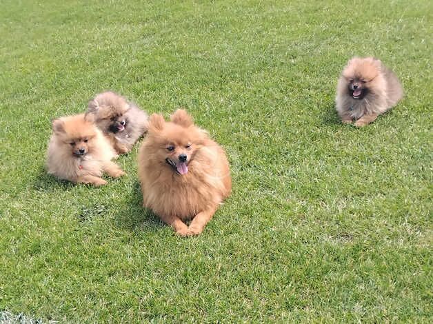 Pomeranians for sale in St Albans, Hertfordshire - Image 1