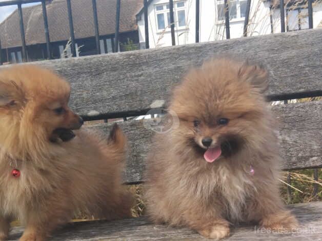 Pomeranians for sale in St Albans, Hertfordshire - Image 2