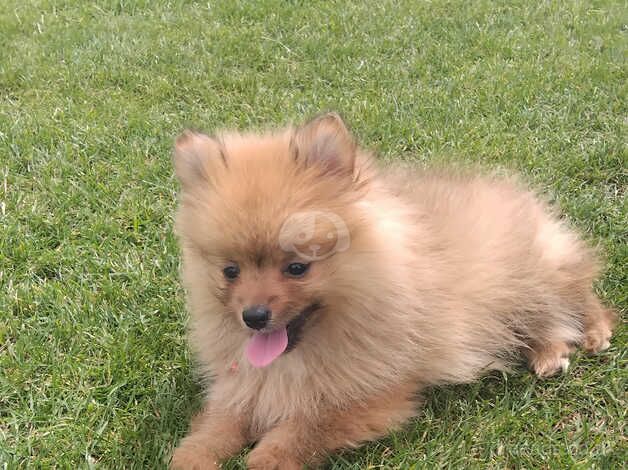 Pomeranians for sale in St Albans, Hertfordshire - Image 3