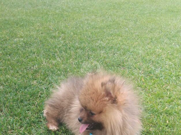 Pomeranians for sale in St Albans, Hertfordshire - Image 4