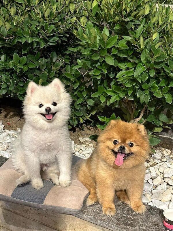 Pomeranians (male and female) for sale in Barnet, Greater London