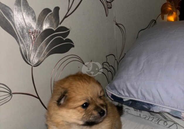 Pomeranians two girls one boy for sale in Nottingham, Nottinghamshire