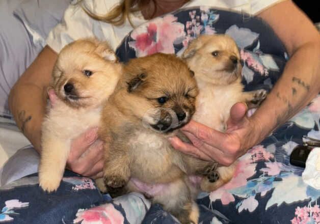 Pomeranians two girls one boy for sale in Nottingham, Nottinghamshire - Image 2