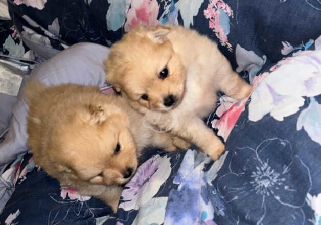 Pomeranians two girls one boy for sale in Nottingham, Nottinghamshire - Image 4