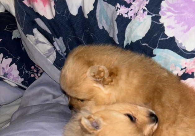 Pomeranians two girls one boy for sale in Nottingham, Nottinghamshire - Image 5