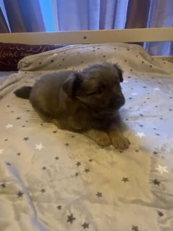 Pomeranians very cute and fluffy for sale in Dartford, Kent