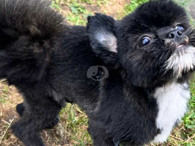 pomeranians x griffon tiny boy for sale in Rochester, Northumberland - Image 1