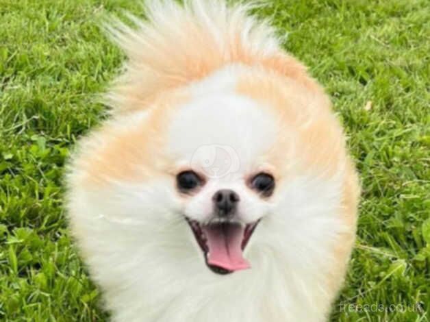 pomeranians x griffon tiny boy for sale in Rochester, Northumberland - Image 3