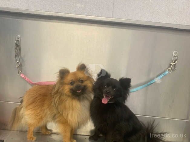 Pomeranians x2 for sale in Liverpool, Merseyside