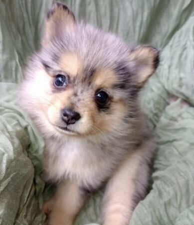 Pomsky pom/husky f1b pups for sale in Carlton in Cleveland, North Yorkshire - Image 1