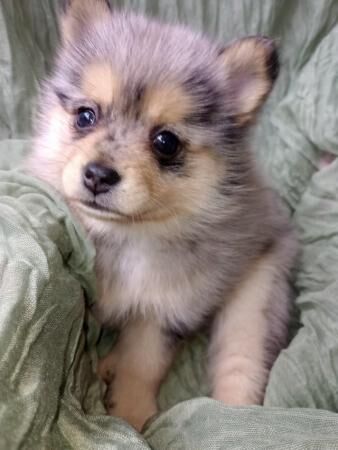 Pomsky pom/husky f1b pups for sale in Carlton in Cleveland, North Yorkshire - Image 2