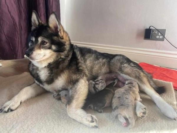 Pomsky pom/husky f1b pups for sale in Carlton in Cleveland, North Yorkshire - Image 3