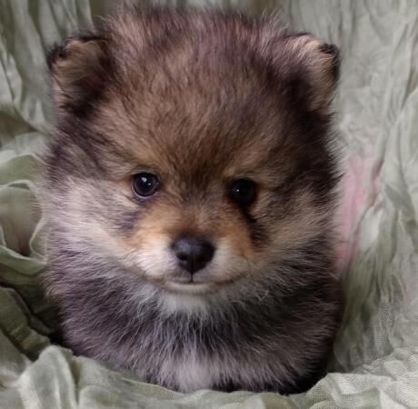 Pomsky pom/husky f1b pups for sale in Carlton in Cleveland, North Yorkshire - Image 4