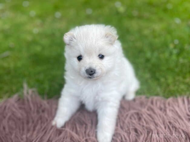 Pretty Poms, looking for perfect pads for sale in Manchester, Greater Manchester - Image 4