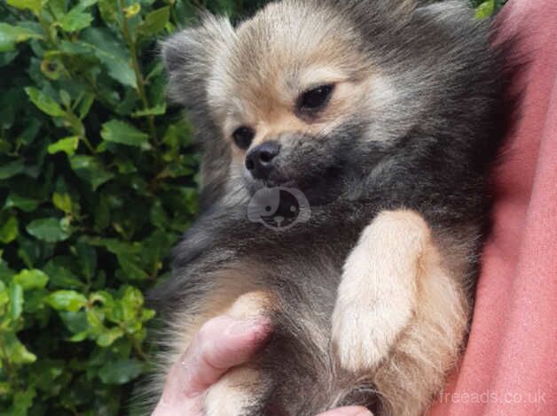 Pretty sable girl for sale in Castleford, West Yorkshire