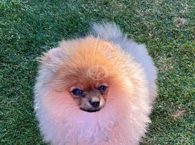 Pugsley a KC Breed Standard 17 week old Pom for sale in Solihull, West Midlands