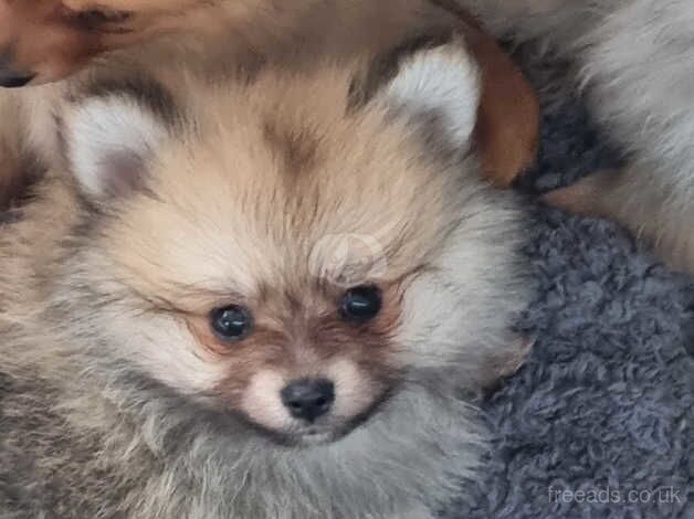 Pomeranians for sale in Enfield, Enfield, Greater London