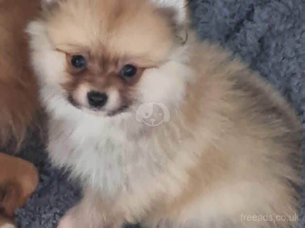 Pomeranian Puppies for sale in Greater London