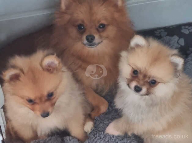 Pomeranian Puppies for sale