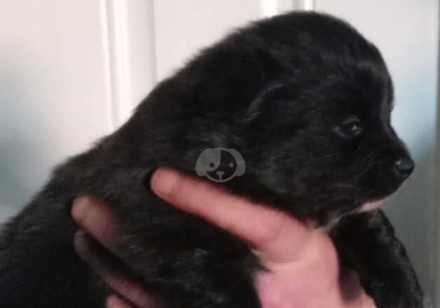 Puppies no papers for sale in Newcastle upon Tyne, Tyne and Wear - Image 2