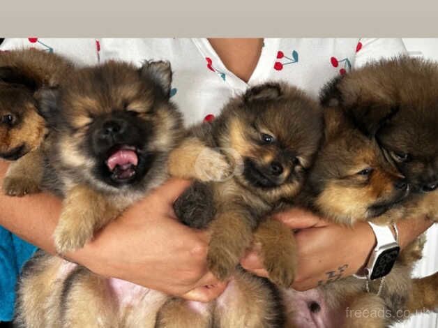 Puppies pomeranians for sale in Brent, Cornwall