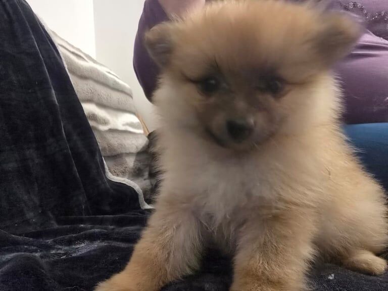 Puppy pedigree last two girls for sale in Aberdeen, City of Aberdeen - Image 2