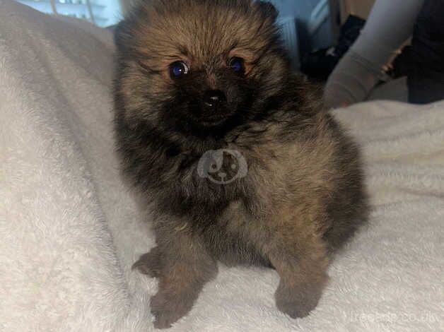 Puppy Pomeranians for sale in Bolton, East Lothian