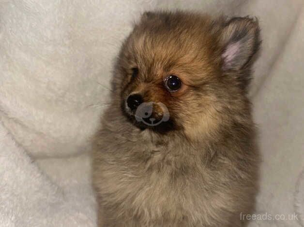 Puppy Pomeranians for sale in Bolton, East Lothian - Image 2