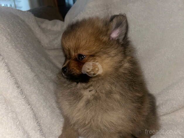 Puppy Pomeranians for sale in Bolton, East Lothian - Image 3