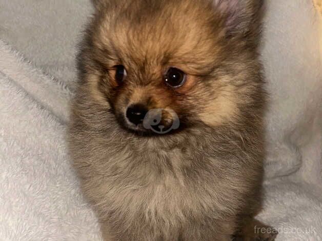 Puppy Pomeranians for sale in Bolton, East Lothian - Image 4