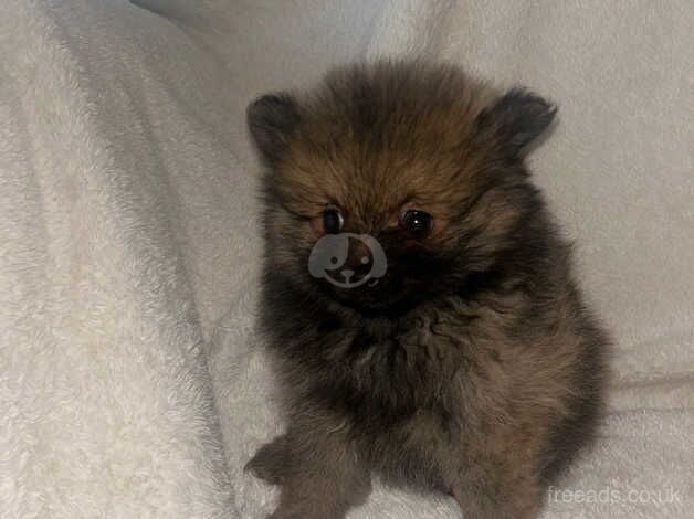 Puppy Pomeranians for sale in Bolton, East Lothian - Image 5