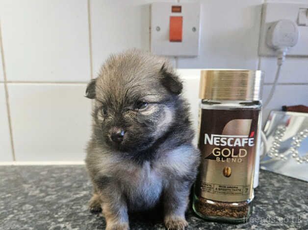 Pure pedigree beautiful fluffy xs wolf sable puppy for sale in Littlehampton, West Sussex - Image 3