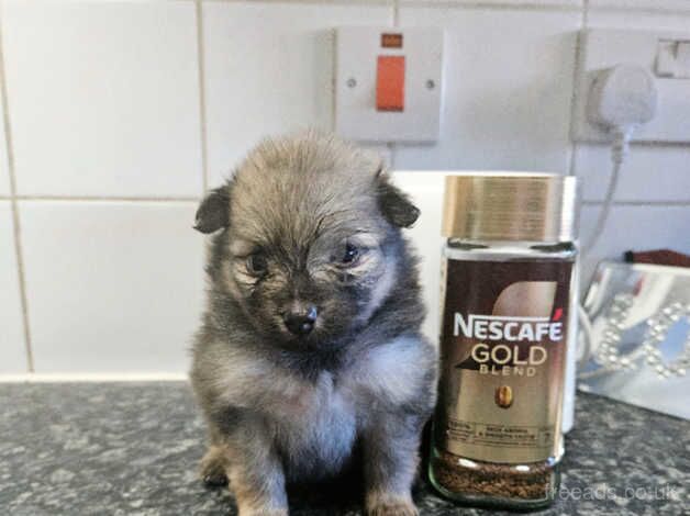 Pure pedigree beautiful fluffy xs wolf sable puppy for sale in Littlehampton, West Sussex - Image 4