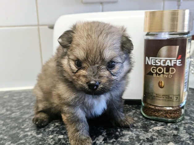 Pure pedigree gorgeous outstanding xs pomeranian puppy for sale in Littlehampton, West Sussex