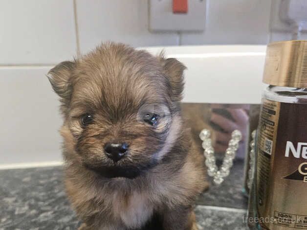 Pure pedigree outstanding xxs tiny female pomeranian for sale in Littlehampton, West Sussex - Image 2