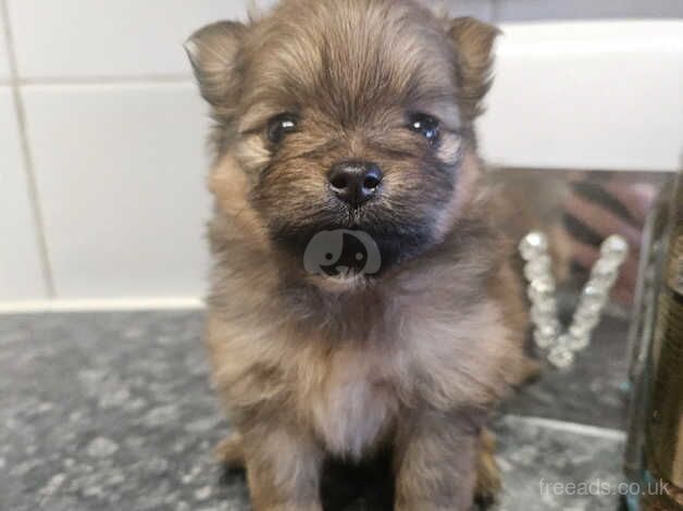 Pure pedigree outstanding xxs tiny female pomeranian for sale in Littlehampton, West Sussex - Image 3