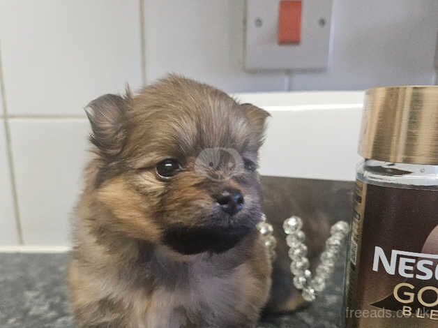 Pure pedigree outstanding xxs tiny female pomeranian for sale in Littlehampton, West Sussex - Image 4