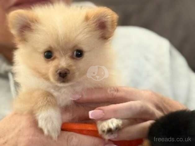 Pomeranian Puppies for sale in Oxfordshire