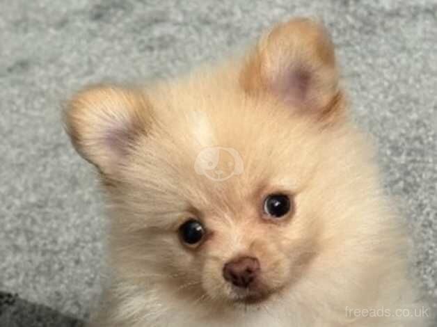 Pomeranian Puppies for sale