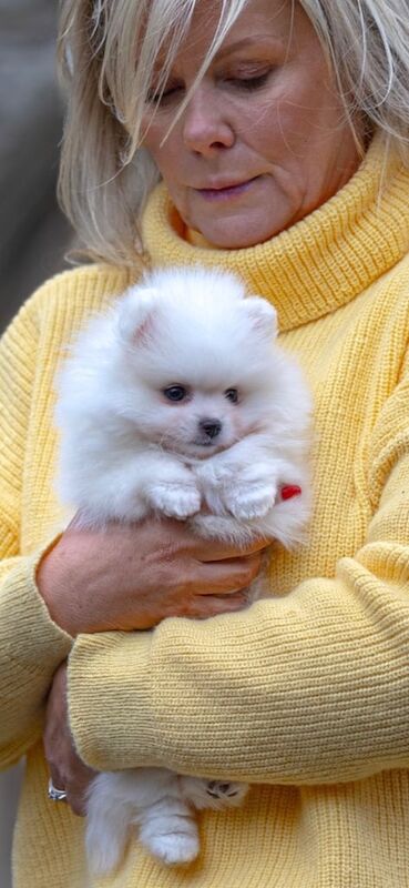 **PURE WHITE KC POMERANIAN FEMALE** for sale in Fulham, Greater London