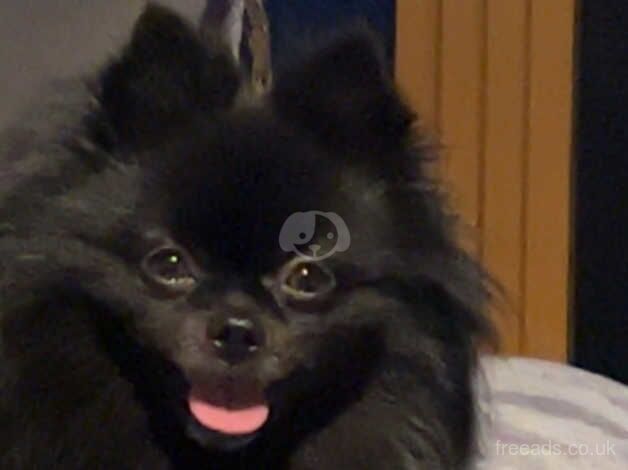 Rare black Pomeranian puppies for sale in Leeds, West Yorkshire