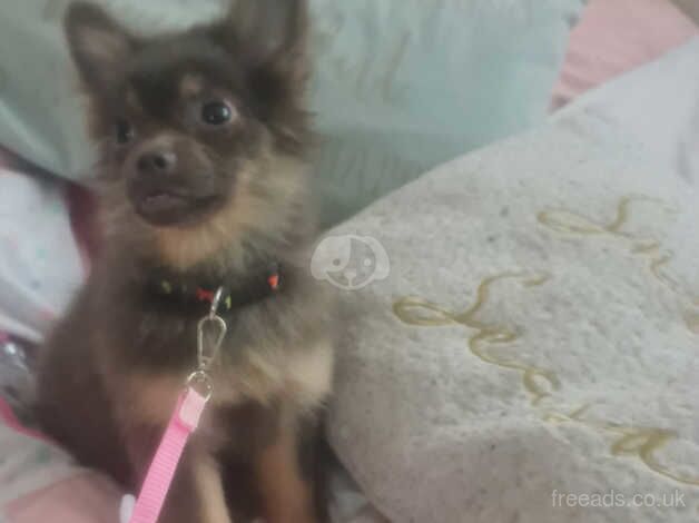 Rare blue and tan 3/4 pomeranian female for sale in Denbigh/Dinbych, Denbighshire