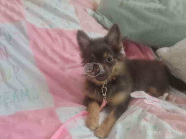 Rare blue and tan 3/4 pomeranian female for sale in Denbigh/Dinbych, Denbighshire - Image 2