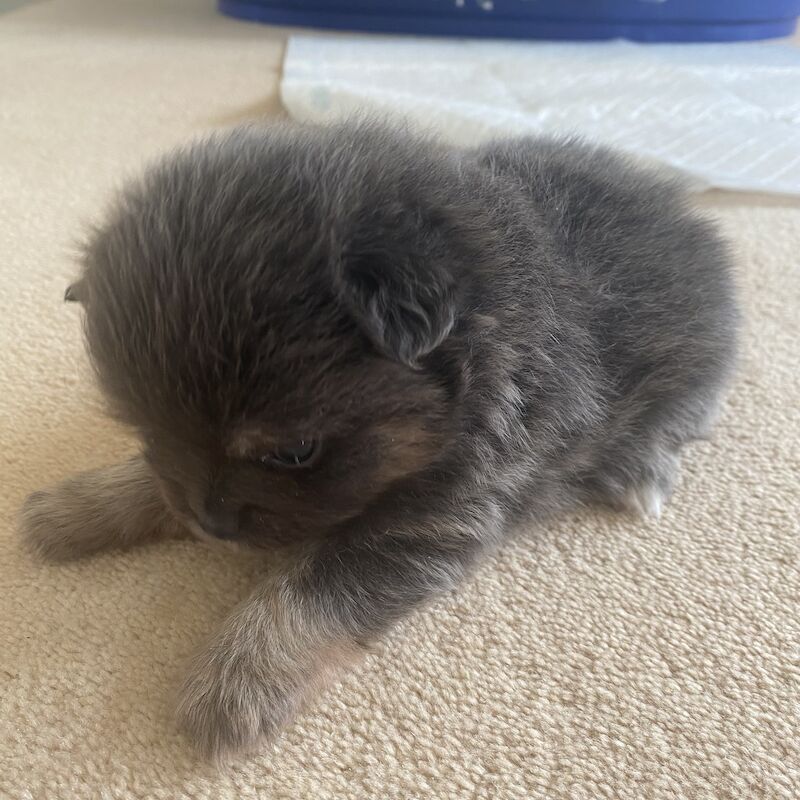 Pomeranian Puppies for sale in Cambridgeshire