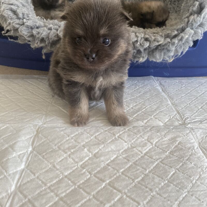 Pomeranian Puppies for sale